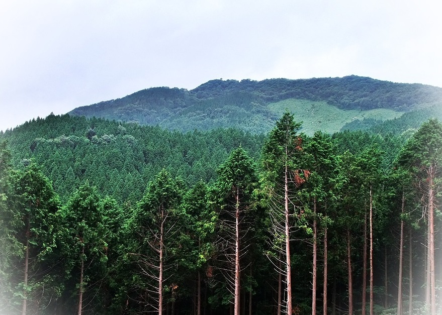 치유의 숲, 전남 장성 축령산 편백나무 숲