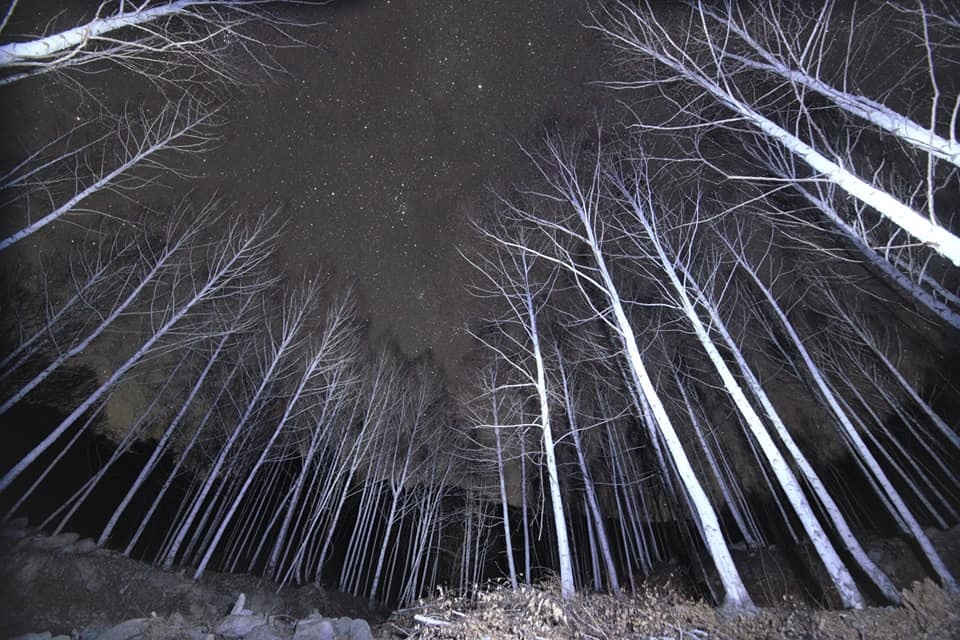 별밤 은하수 촬영의 명소, 죽파리 자작나무숲