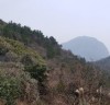 서귀포 대정읍 바굼지오름(단산) 전 코스를 걷다