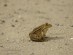 개구리를 깨우는 경칩의 생태학