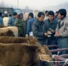 한국의 전통시장(9) 우전(牛廛), 우시장